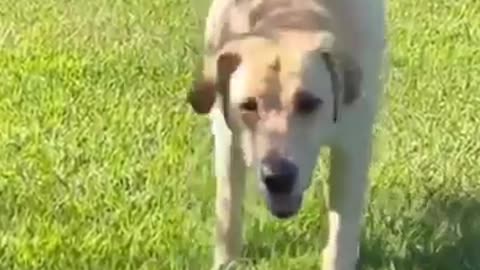 FUNNY CATS AND DOGS REACTION 2023