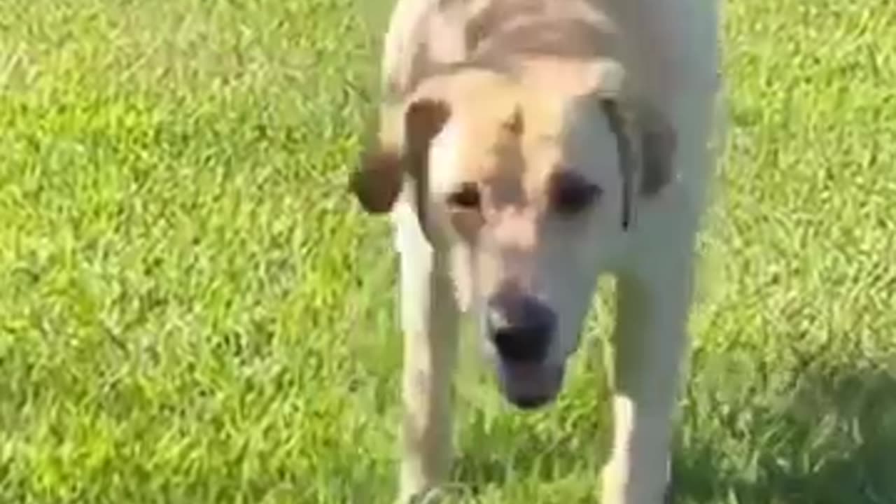 FUNNY CATS AND DOGS REACTION 2023