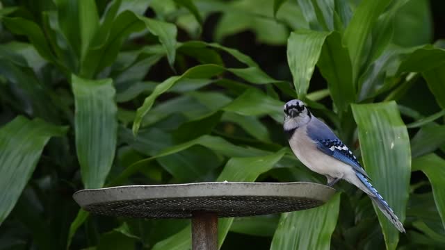 Blue Jay Feeding Slow Motion