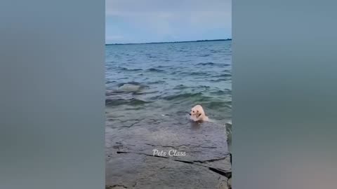 Funny ANIMALS video (6)