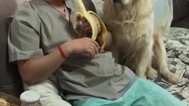 Golden Retriever sneaks a bite of banana while guy is distracted