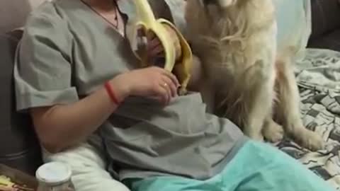 Golden Retriever sneaks a bite of banana while guy is distracted