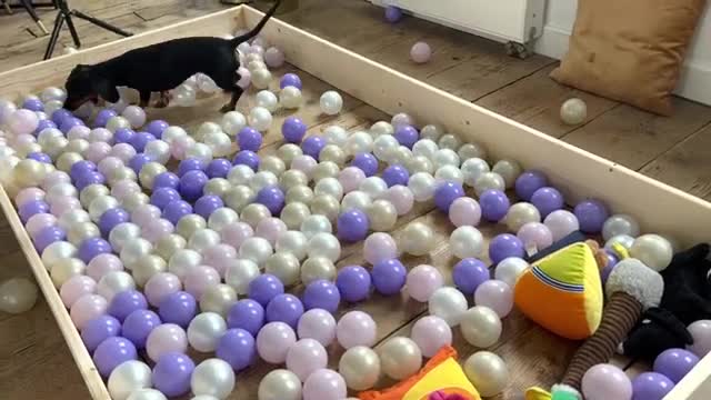 Miniature Dachshunds are playing in a tub full of balls.