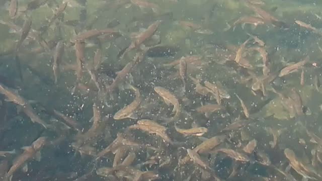 Natural lake and cute fishes