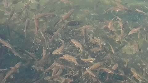 Natural lake and cute fishes