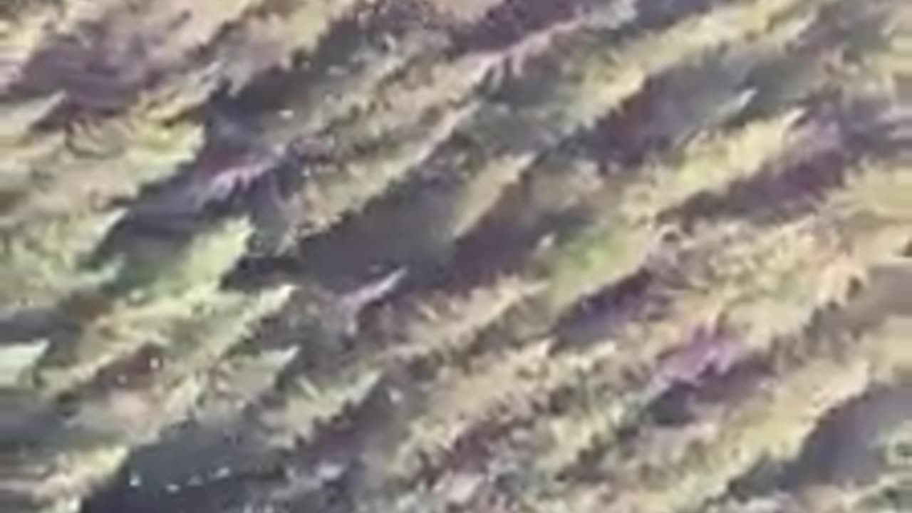Feuer Wald Brand