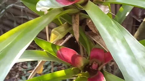 Bromelia