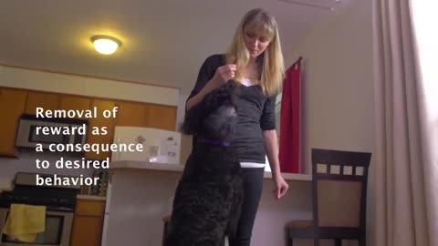 Dog training video