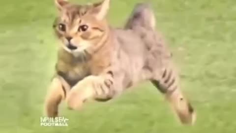 Watch This Cat Dash Across the Ground.