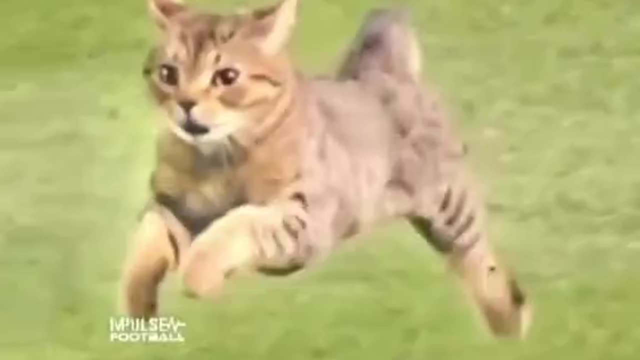 Watch This Cat Dash Across the Ground.