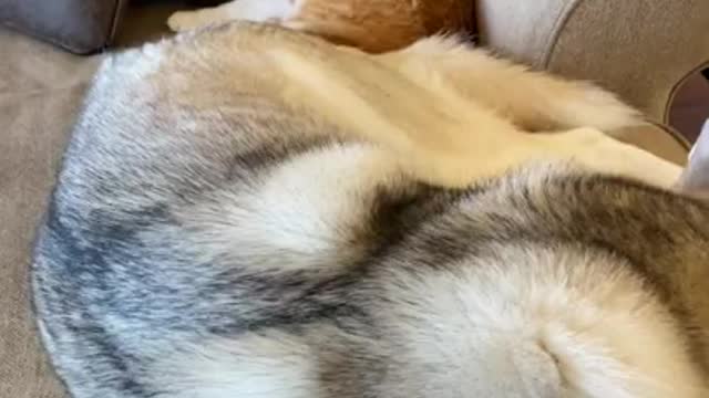 Husky & Kitten Caught Cuddling Together! CUTEST VIDEO