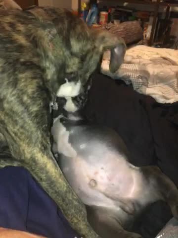 Lyla an Lil man (da joker)