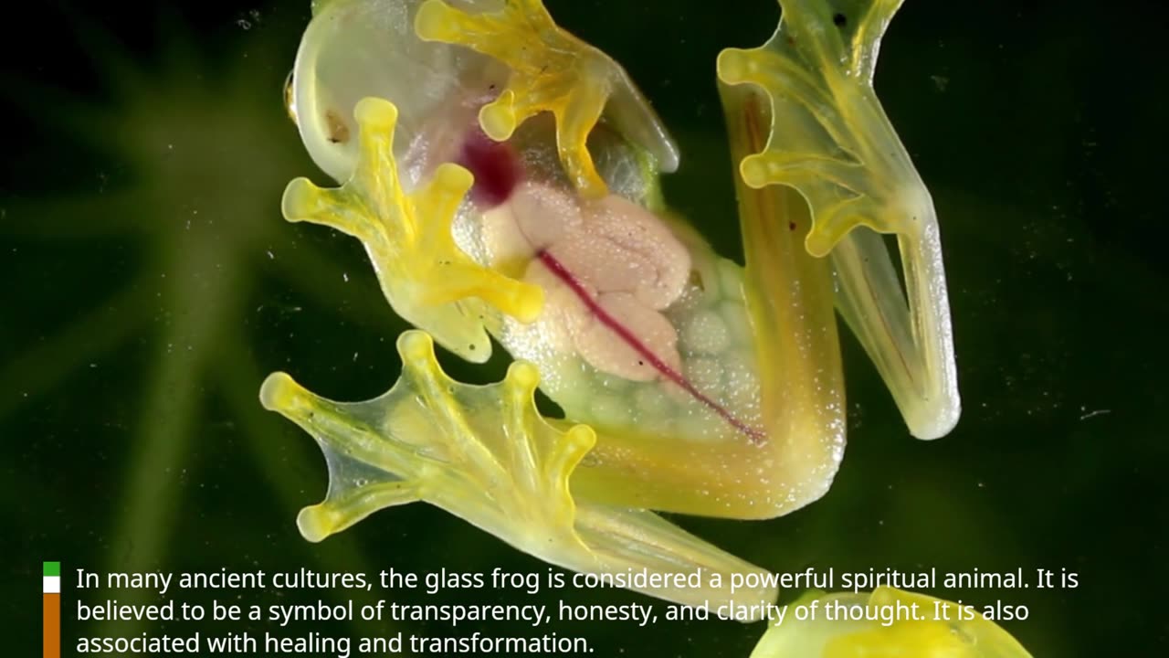 Have You Ever Seen A See-through Glass Frog? 🐸