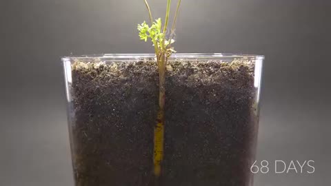 CARROT Growing from Seed Time Lapse - 100 Days