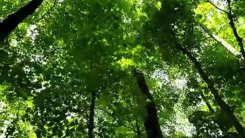 Trees with soothing sounds