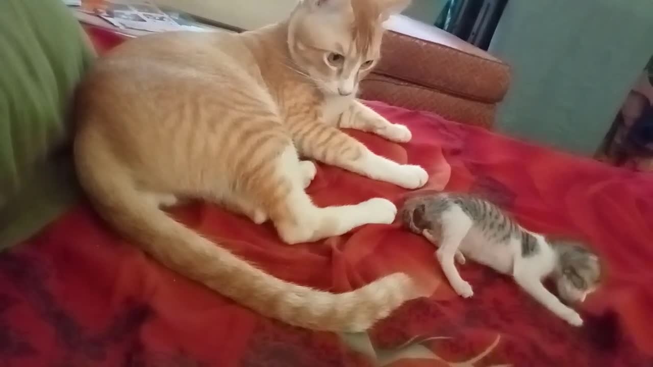 Pet cat ❤️💚❤️💚
