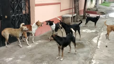 Dog fights 👊dog to dog fights video