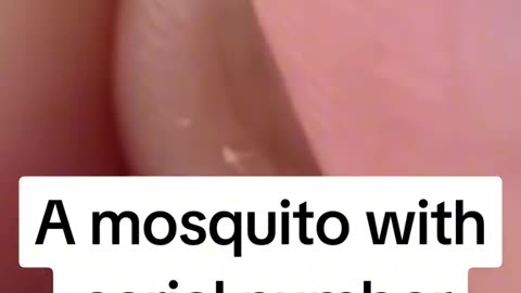 FOUND BILL GATES MOSQUITO!