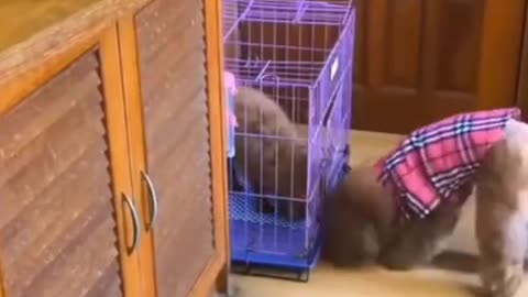Cute dog feeding his puppy ♥ Best Funny Dog Videos 2021