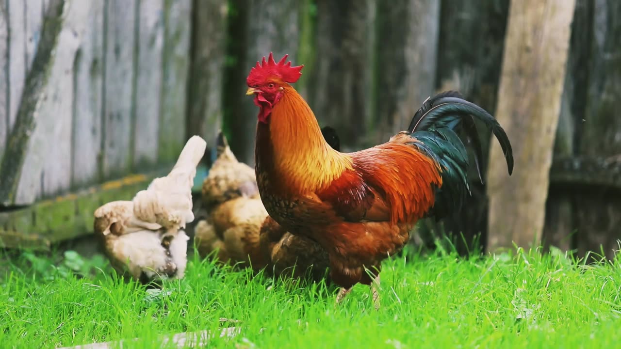 Beautiful hen and cock