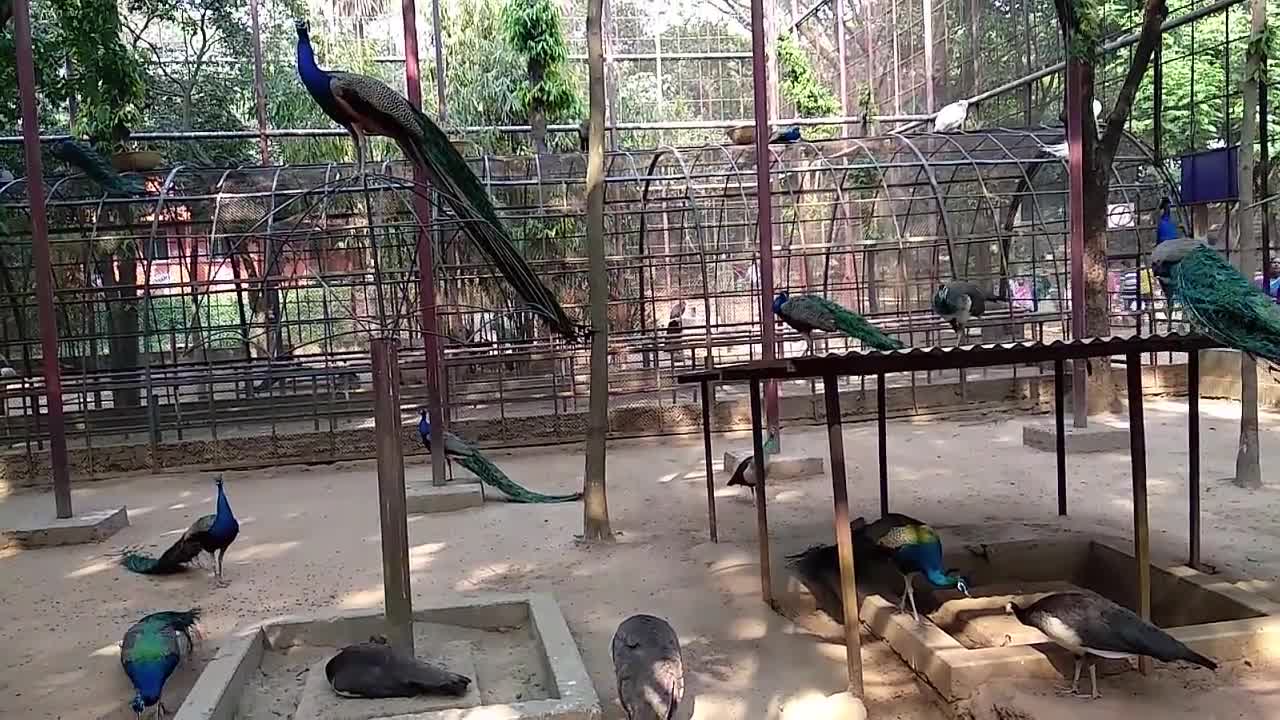 Ever seen peacock dance