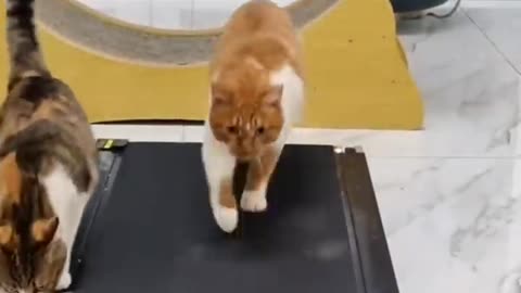 FUNNY CATS and DOGS 🐱🐶 & other ANIMALS 🐾 New Funniest Animals Videos 2023 😂