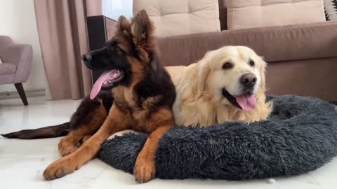 Golden Retriever Protects his Bed from a German Shepherd Puppy