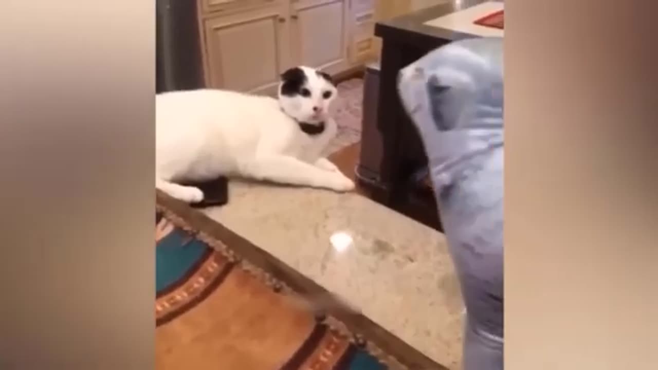 Animal funny video 📹 😂 🤣 😆 😄 💀