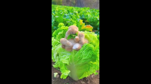 Inside the cabbage, there's a little bunny growing.