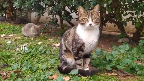 cats relaxing in the park