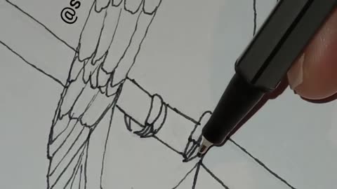 Parrot Line Drawing