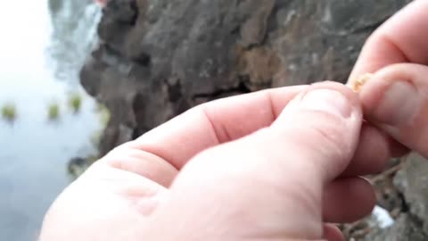 How to Catch Trout with a Drop Shot - Amazing Underwater Trout Strikes and Reactions-11