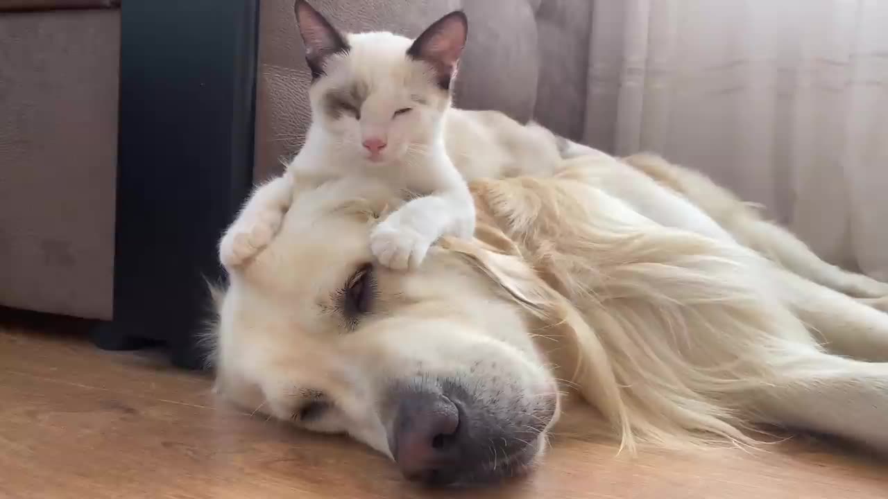 A Cute Kitten Became Best Friends Compilation