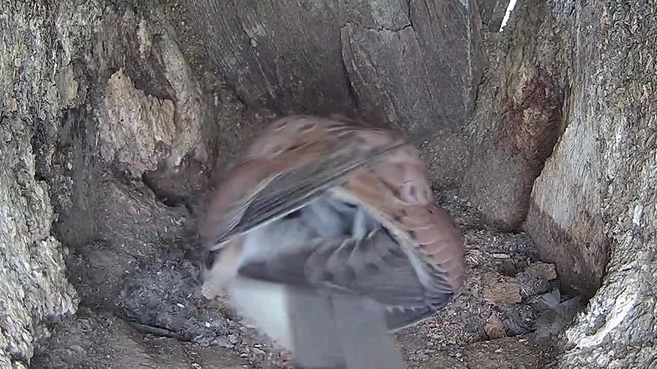 Kestrels Do the Egg Shuffle