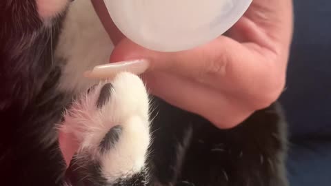 Spoiled Cat Drinks by Bottle