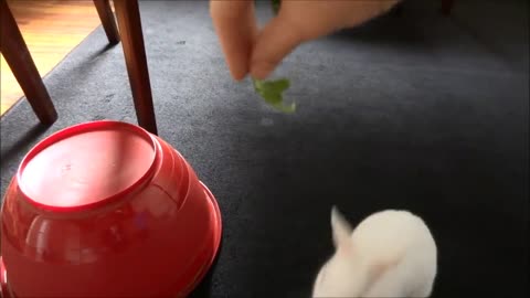 How to train a bunny