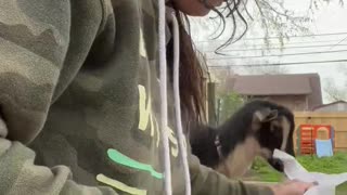 Can’t eat in peace with goats