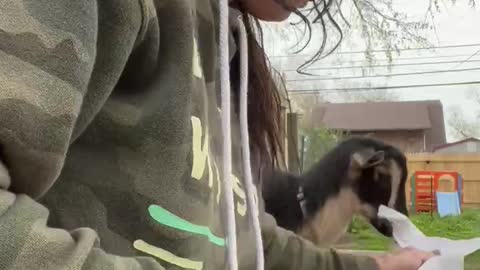 Can’t eat in peace with goats