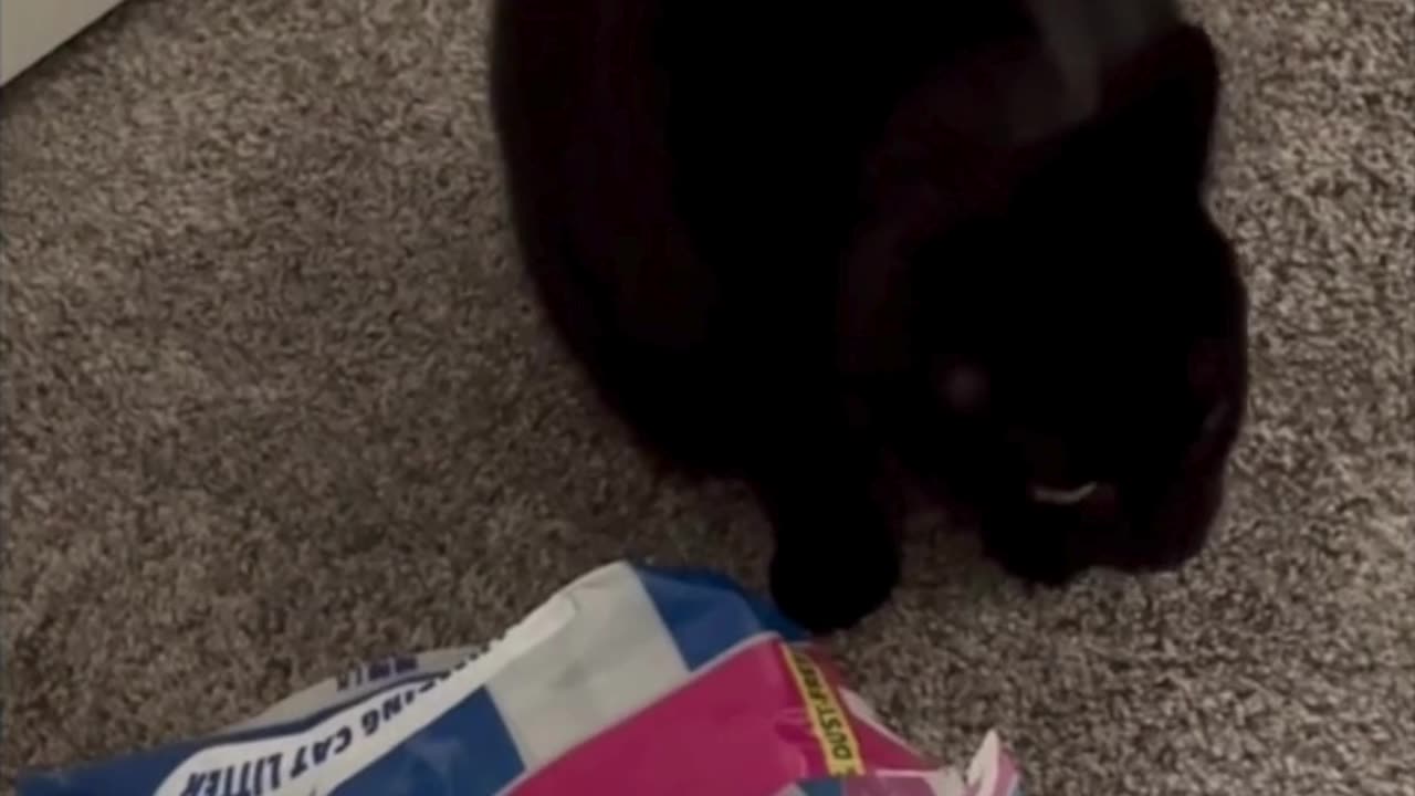 Adopting a Cat from a Shelter Vlog - Cute Precious Piper Guards Her Cat Litter #shorts