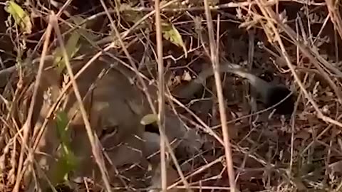 THE LEOPAD MISTAKE