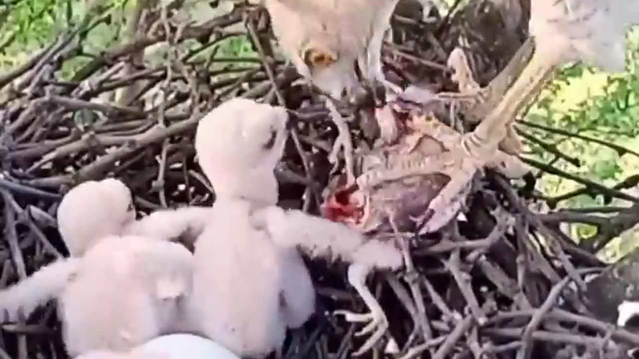 eagle feeding the kids myna baby #viral #trending #shortfeed