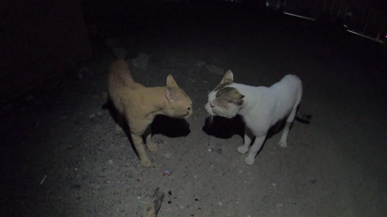 ED SHEERAN & STING - Homeless cats in Ras Al Khaimah, UAE #viral #cat #cats #EdSheeran #Sting #ae