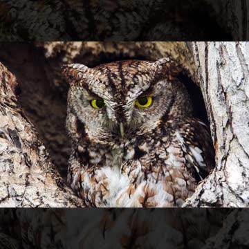 Top 10 New Species Discovered in 2021 Part 2