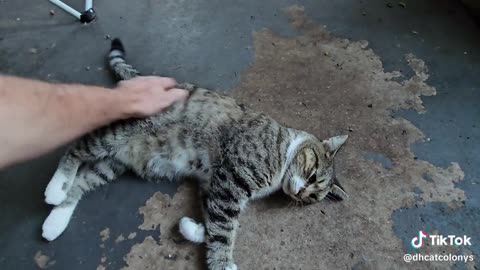 Sunshine cat colony Feeding time