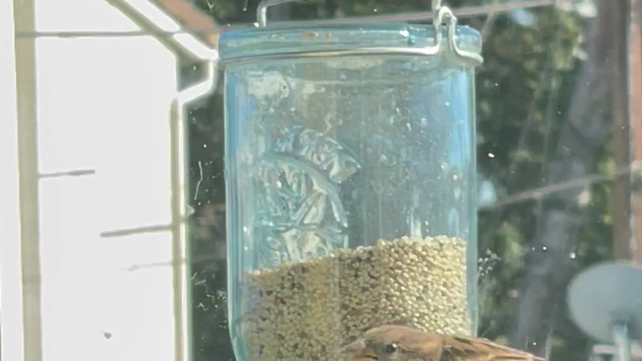 Window Bird Feeder Watch