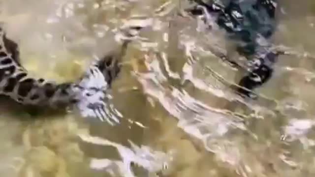 This is a beautiful and charming water-dwelling species