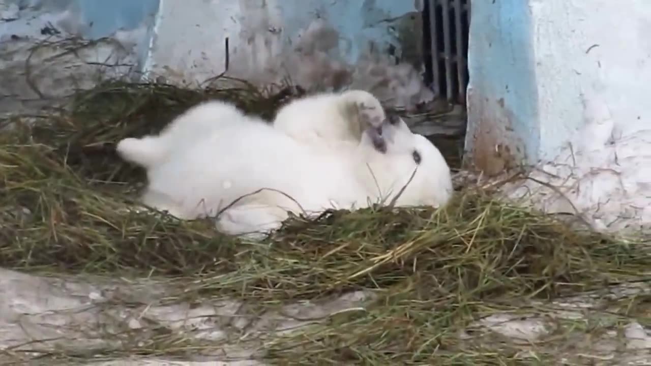 White bear cub Shilka