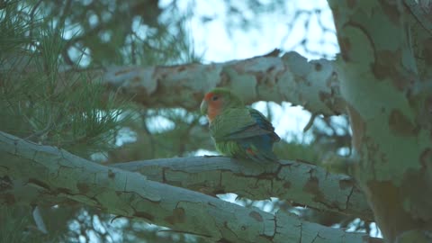 THE SINGING OF NATURE - SOUND OF NATURE - RELAXATION -What does that sound bring you?