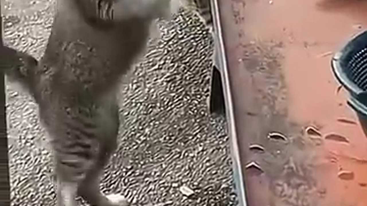 The furry residents of turkey_s cities_&