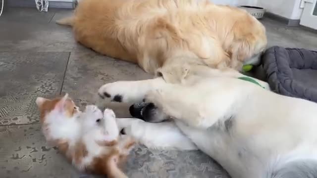 Kitten plays with Golden Retrievers